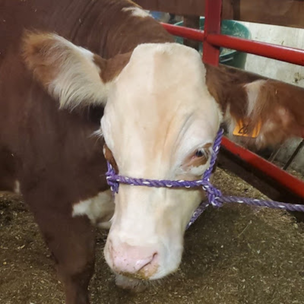 Meet your Posher, Heidi